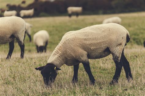 Grazing Sheep Free Stock Photo - Public Domain Pictures