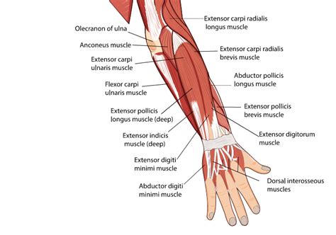 Do Forearm Grippers Work | atelier-yuwa.ciao.jp