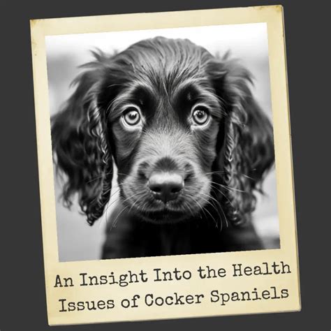 An Insight Into the Health Issues of Your Cocker Spaniel