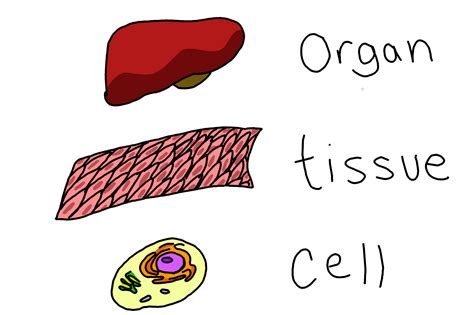 Tissue Definition And Examples In Biology - Riset