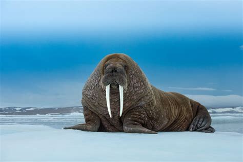 Nature and Wildlife Photography in Svalbard | Thomas Vijayan