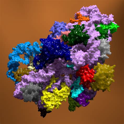 structure bacterial ribosome 3d model