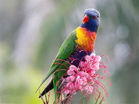 Download Animal Rainbow Lorikeet Wallpaper