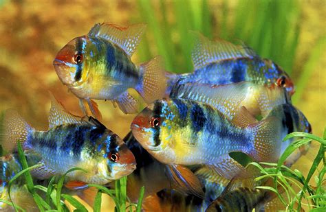 German Blue Ram Cichlid