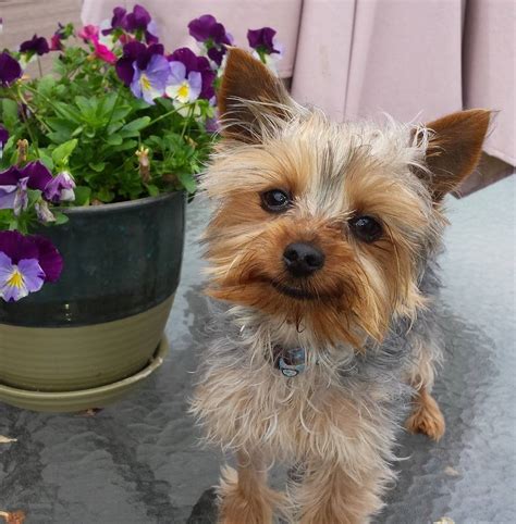 [6+] Alexander City Yorkie Dog Puppies For Sale Or Adoption Near Me ...