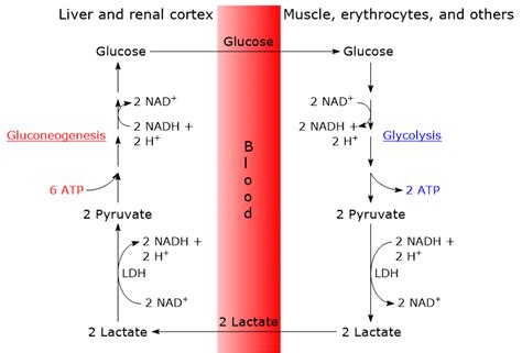 Cori cycle - Tuscany Diet