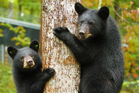 home - Appalachian Bear Rescue