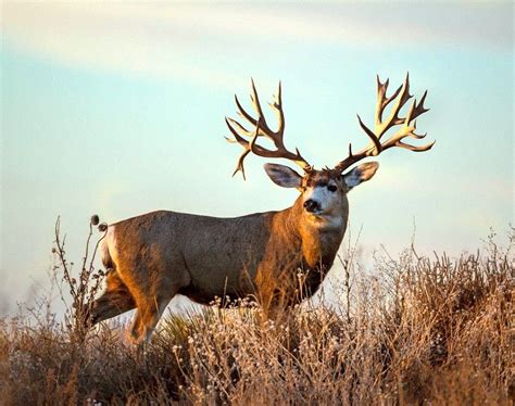 Mule Deer | Mule deer hunting, Big deer, Deer pictures