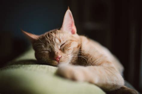 Orange Tabby Cat Sleeping on a Couch at Home Stock Photo - Image of house, nose: 68100936