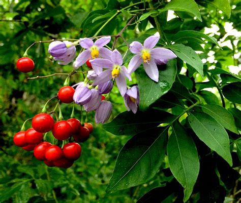 Solanum-seaforthianum-IMG_9258 - Eat The Weeds and other things, too