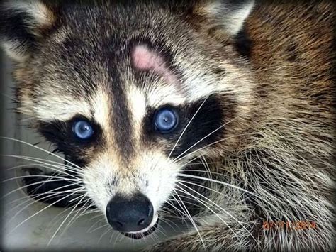 Animal Control captured and released this blue eyed raccoon | Animal control, Animals, Blue eyed ...