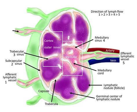 Lymphatic system functions | General center | SteadyHealth.com