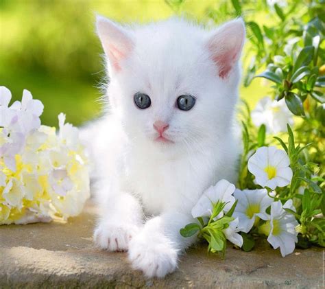 Download Adorable Baby Cat | Wallpapers.com