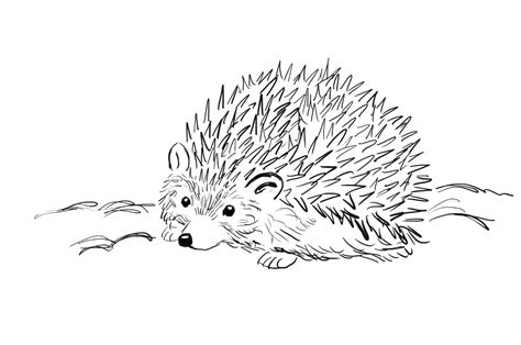 Draw a Hedgehog Step by Step | Art Starts