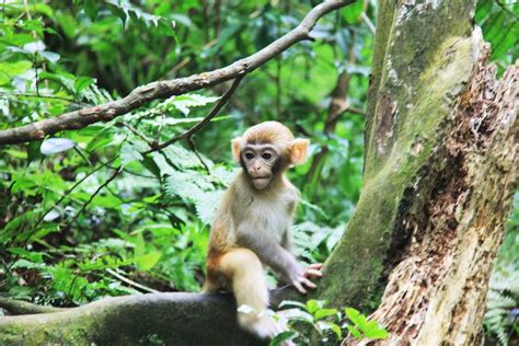 Tips voor Zhangjiajie National Forest Park: Chinese natuur op haar mooist