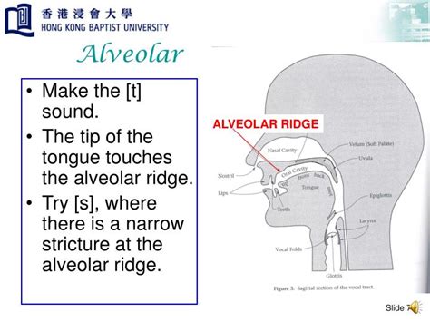 PPT - Place of Articulation PowerPoint Presentation - ID:4923201