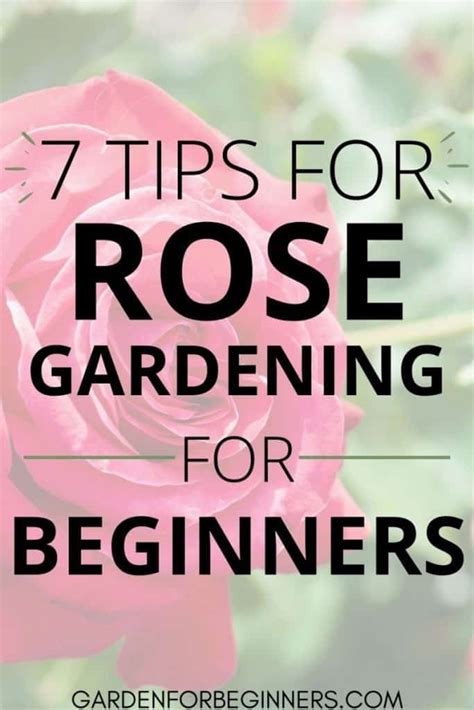 7 Tips for Successful Rose Gardening for Beginners - Garden for Beginners