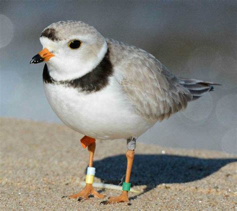 Piping plover - Climate Adaptation Explorer