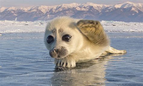 Seal Pups (Uplifting Gallery of the Day)