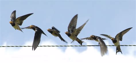 Elegant Montages Show the Beauty of Birds in Flight | WIRED