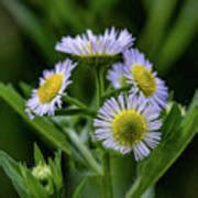 Oxeye Daisy 4 Photograph by Steve Harrington - Fine Art America