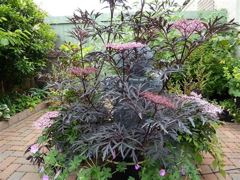 Sambucus Nigra Plant / Sambucus Nigra Ssp Cerulea Elderberry Mountain States Wholesale Nursery ...