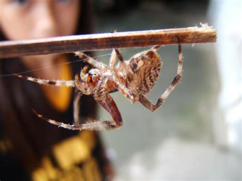 Spider Fighting and Gambling in the Philippines - HubPages