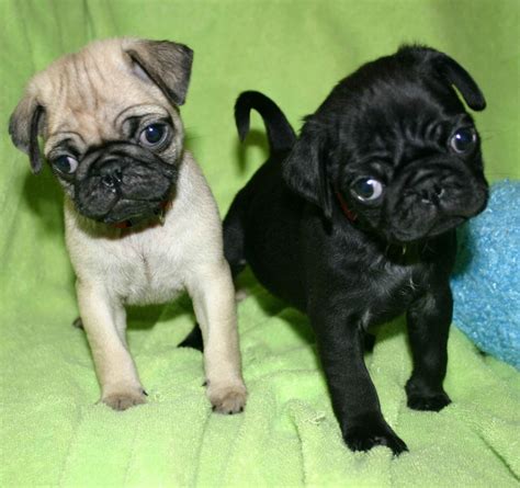 Pug Puppies For Sale | Tampa, FL #220243 | Petzlover