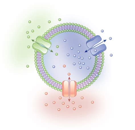 Cúal Sangrar Dardos membrane transport protein Último Empírico Cabecear