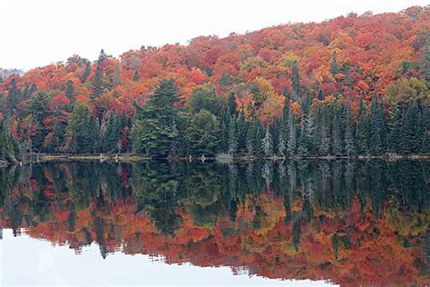 Fall Colour Report | Algonquin Provincial Park | The Friends of ...