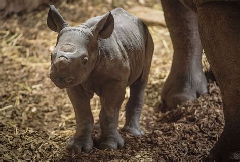 Black Rhino Gives Birth at Chester Zoo, Publicly