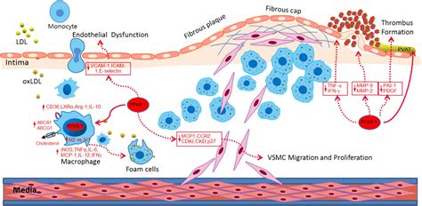 Frontiers | The Role of Peroxisome Proliferator-Activated Receptor Gamma and Atherosclerosis ...