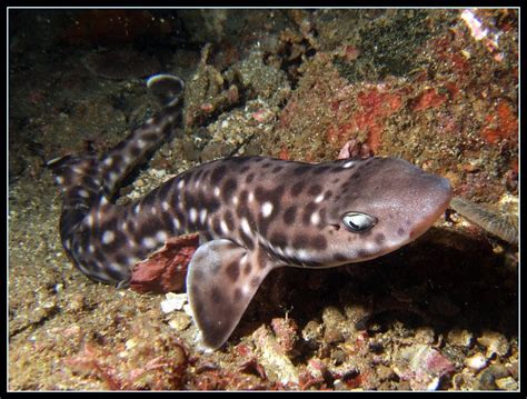 Coral Cat Shark (Atelomycterus marmoratus) | Matt Wyatt | Flickr