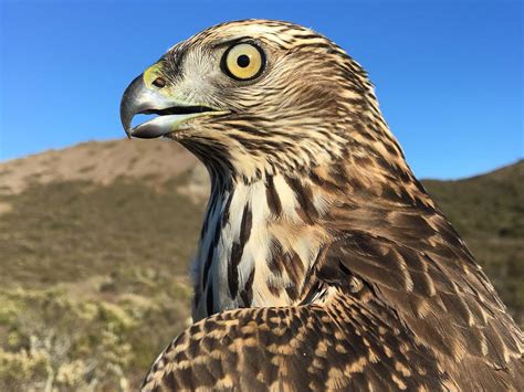 Northern Goshawk | Golden Gate National Parks Conservancy