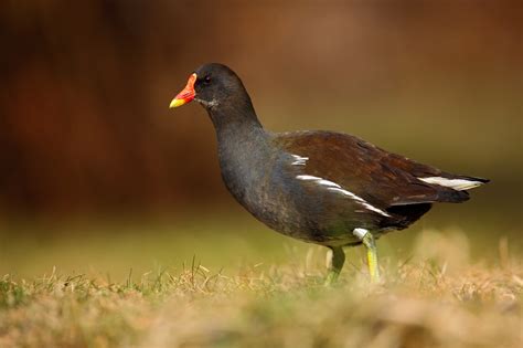 Moorhen (Gallinula Chloropus) - Food, Habitat and Identification