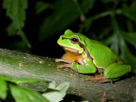 European Tree Frog - Natural History on the Net