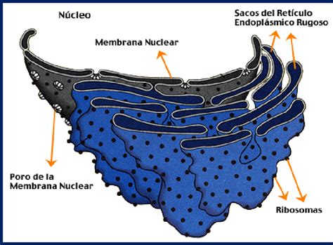 Que Es El Reticulo Endoplasmatico Rugoso En La Celula Vegetal My Bios ...