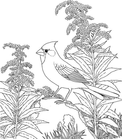 Kentucky Cardinal Coloring Page | Purple Kitty