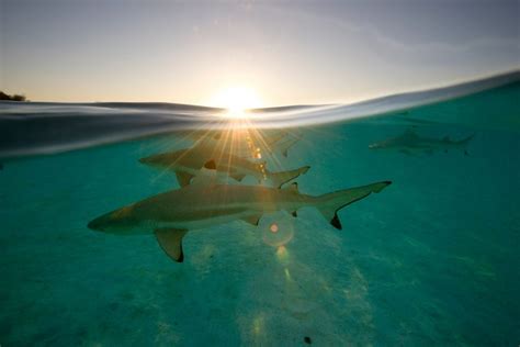 Sharks in Louisiana - American Oceans