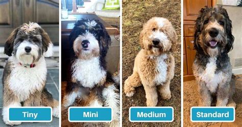 Bernedoodle Exercise Requirements by Age & Size