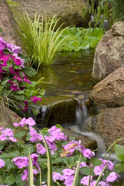 Small Plants for Small Ponds - Aquascape, Inc.