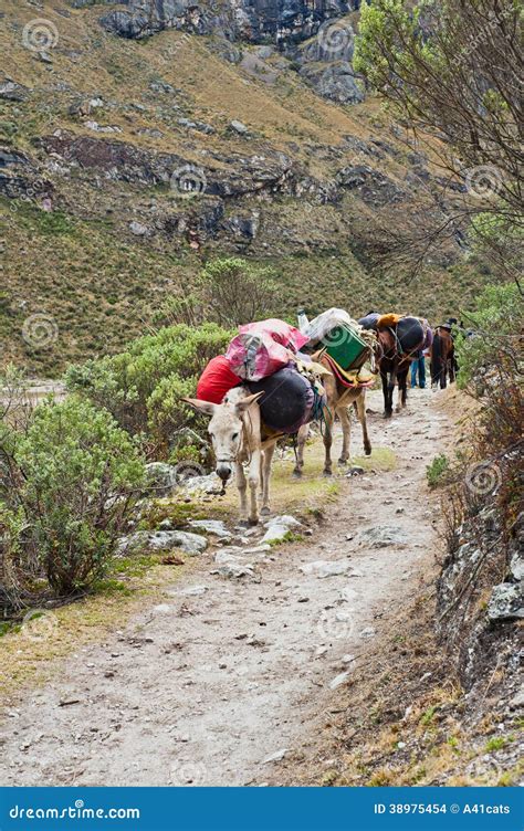 Mule train stock photo. Image of summer, vacation, mule - 38975454