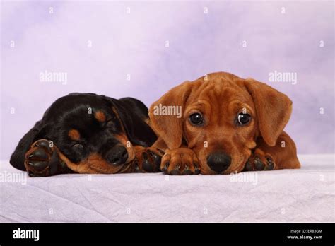 German Pinscher Puppies Stock Photo - Alamy