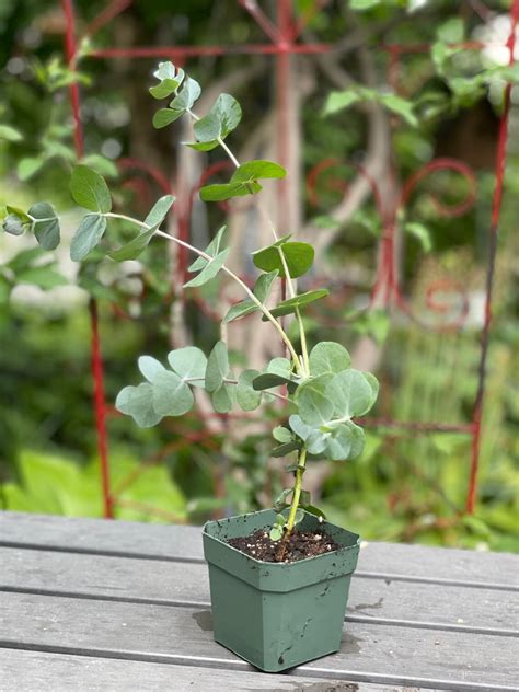 Eucalyptus Cinerea florists Eucalyptus Live Plant - Etsy