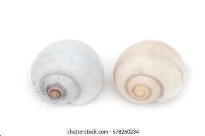 151 Common periwinkle snail Images, Stock Photos & Vectors | Shutterstock