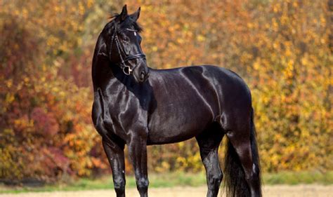 100 Beautiful Black Horse Names for Fillies & Stallions