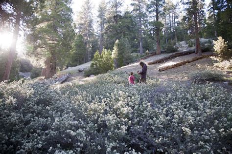 Papa's Poncho: Buckhorn Campground :: Angeles National Forest