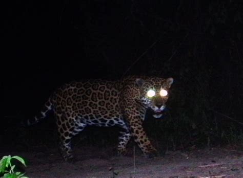 Jaguar-Jaguar attacks on cattle