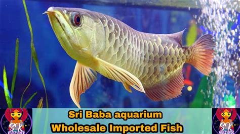 Arowana fish | Arowana tankmates | Arowana breeding Arowana disease & Treatment | Sri Baba ...