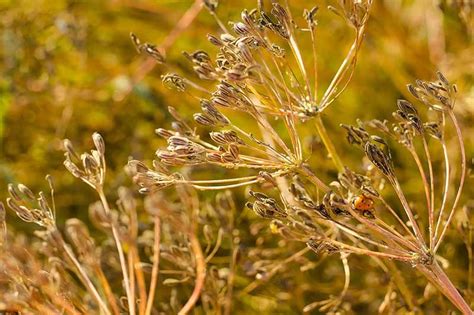 How to Grow Cumin in the Garden | Gardener’s Path | Herbs, Dry plants, Perennials